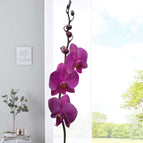 Orchidee Lila