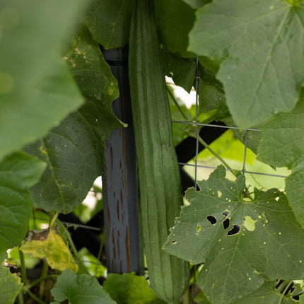 Schwammgurke / Luffa / Loofah - Gurkensamen