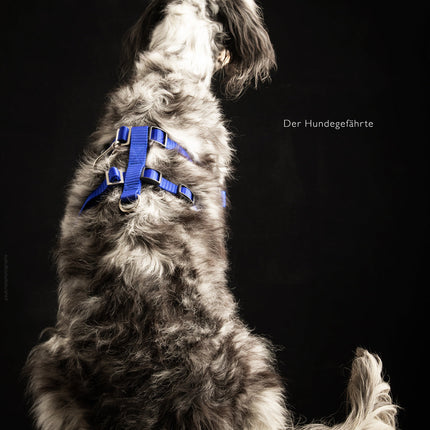 Anti-Stress-Geschirr STURMFREI® Saver für mittlere und große Hunde