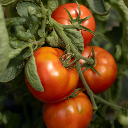 St. Pierre - Tomatensamen - Historische Sorte
