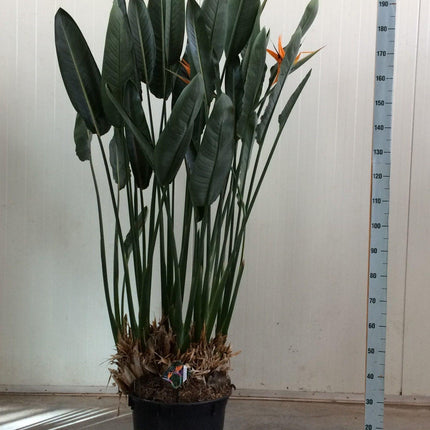 Strelitzia Reginae – Paradiesvogelblume – Zimmerpflanze 180cm – Ø50cm – Exotische Kübelpflanze mit orangefarbenen Blüten – Pflegeleicht