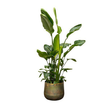 Strelitzia Nicolai – Baumstrelitzie – Zimmerpflanze 250cm – Ø40cm – Weißer Paradiesvogel mit großen grünen Blättern