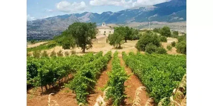 Magliocco DOP Terre di Cosenza