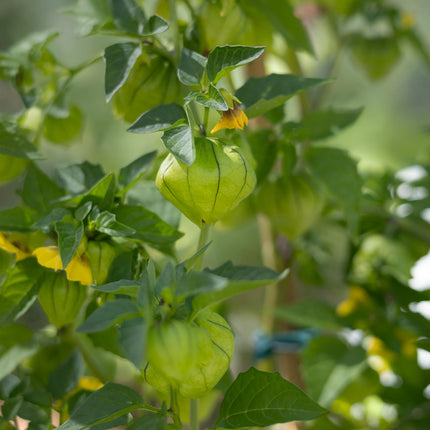 Tomatillo - Physalissamen