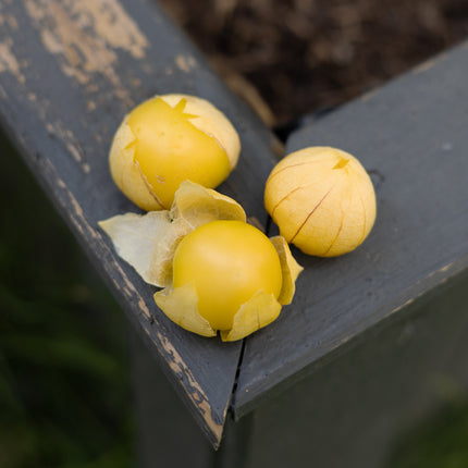 Tomatillo - Physalissamen