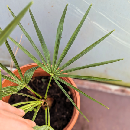 Trachycarpus Fortunei × Nanus - Hybride Hanfpalme