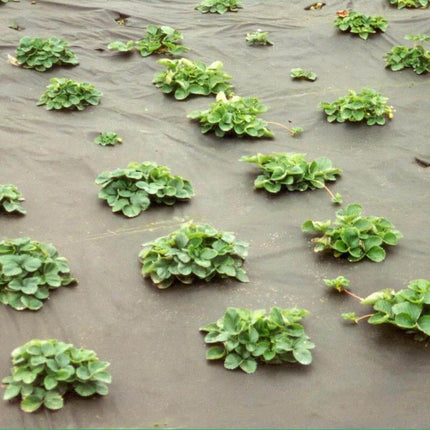 Unkrautvlies - mit Mulchfunktion - Verschiedene Größen