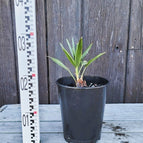 ↨20 – 30 cm・Eigenzucht