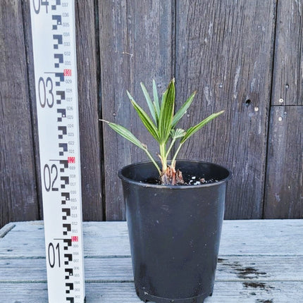 Trachycarpus fortunei - Chinesische Hanfpalme aus Freilandzucht