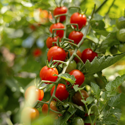Wildtomate - Tomatensamen - Historische Sorte