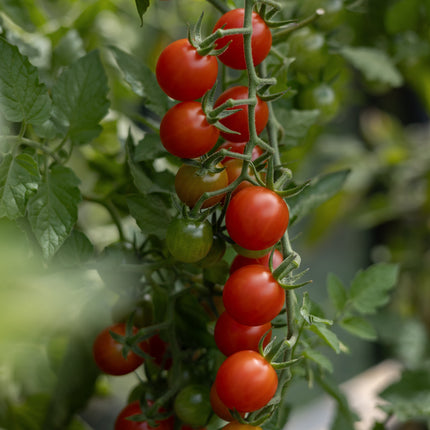 Wildtomate - Tomatensamen - Historische Sorte