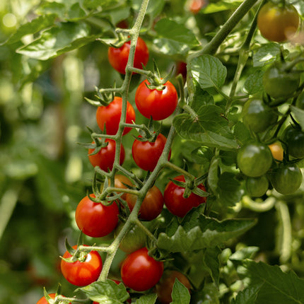 Wildtomate - Tomatensamen - Historische Sorte