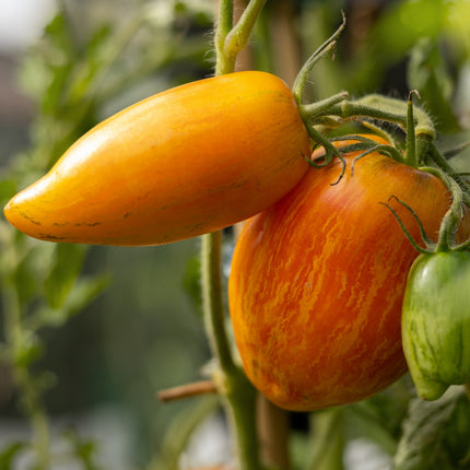 Yellow Fire - Tomatensamen