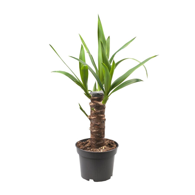 Yucca Elephantipes – Ø14cm – ↕40cm – Robuste Zimmerpflanze für sonnige Standorte – Pflegeleicht & trockenheitsverträglich – Ideal für Zimmer & Büro
