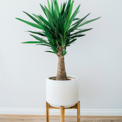 Yucca elephantipes - Riesen-Palmlilie