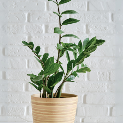 Zamioculcas zamiifolia - Glücksfeder, Smaragdpalme