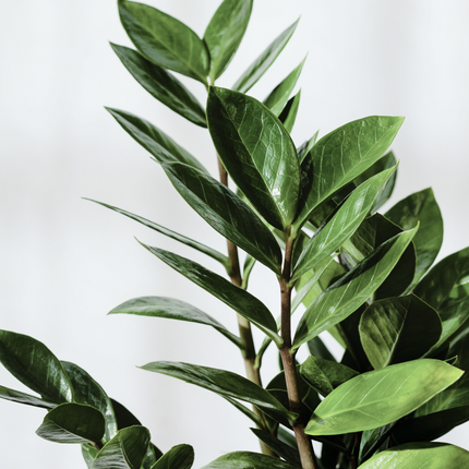 Zamioculcas zamiifolia - Glücksfeder, Smaragdpalme