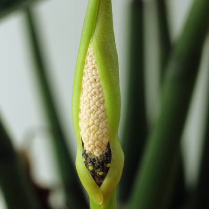 Zamioculcas zamiifolia - Glücksfeder, Smaragdpalme