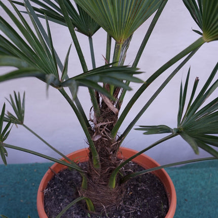 Trachycarpus wagnerianus - Wagner Hanfpalme aus Freilandzucht
