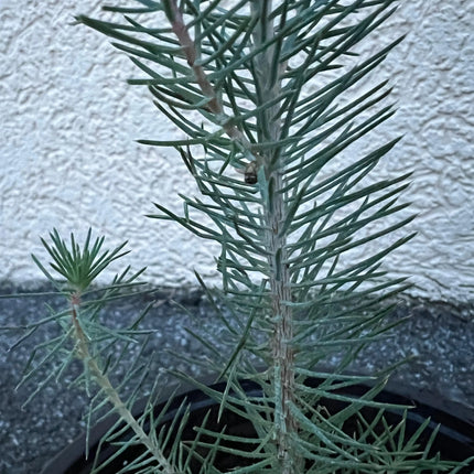 Pinus pinea - Pinie, Mittelmeer-Kiefer aus Freilandzucht