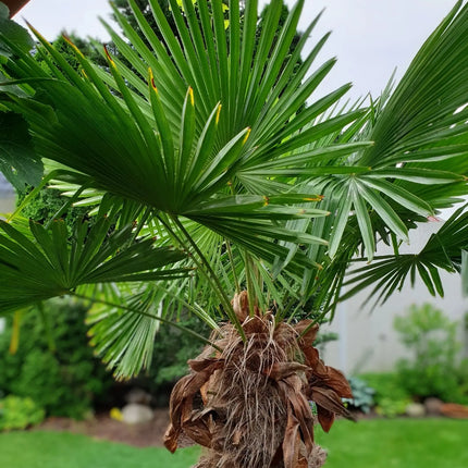 Trachycarpus wagnerianus - Wagner Hanfpalme aus Freilandzucht