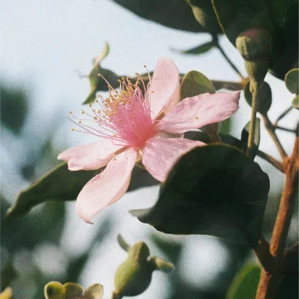 Retinol Alternative Serum