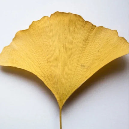 Antioxidant Ginkgo Gel Booster