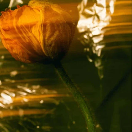 Nourishing Facial Oil