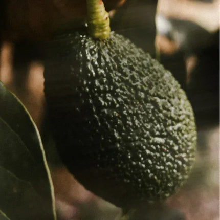 Nourishing Facial Oil