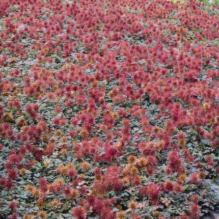 Acaena microphylla 'Kupferteppich' – 48 Pflanzen – ↕10 - 25cm – Ø9cm – Bodendecker – Flachwachsend & Robust – Steingarten & Wege – Sonne & Halbschatten – Pflegeleicht (Plant) kaufen bei Linkreich – Jetzt entdecken!