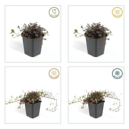 Acaena microphylla 'Kupferteppich' – 48 Pflanzen – ↕10 - 25cm – Ø9cm – Bodendecker – Flachwachsend & Robust – Steingarten & Wege – Sonne & Halbschatten – Pflegeleicht (Plant) kaufen bei Linkreich – Jetzt entdecken!