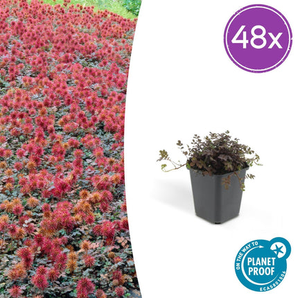 Acaena microphylla 'Kupferteppich' – 48 Pflanzen – ↕10 - 25cm – Ø9cm – Bodendecker – Flachwachsend & Robust – Steingarten & Wege – Sonne & Halbschatten – Pflegeleicht (Plant) kaufen bei Linkreich – Jetzt entdecken!