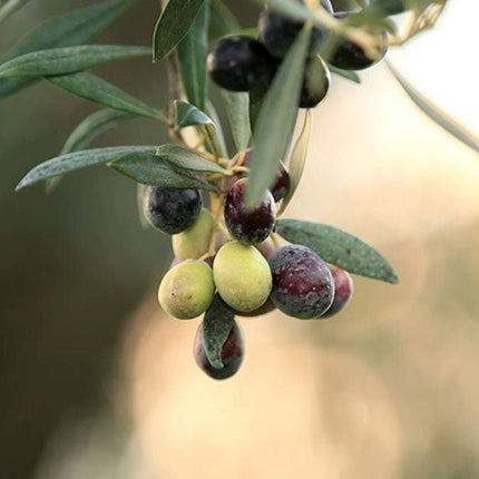 SEO. Accademia Olearia Extra Natives Premium Olivenöl aus Sardinien Fruttato Verde 500ml - Linkreich