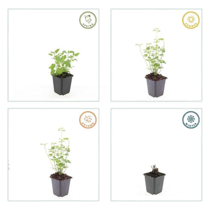 Agastache 'Black Adder' – 48 Pflanzen – ↕10 - 25cm – Ø9cm – Staude – Dunkelviolette Blüten – Sonnig – Bienenfreundlich & Pflegeleicht (Plant) kaufen bei Linkreich – Jetzt entdecken!