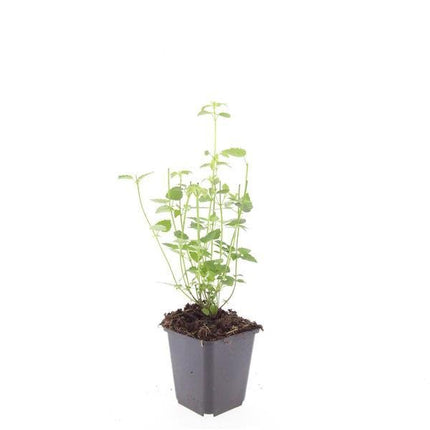 Agastache 'Black Adder' – 48 Pflanzen – ↕10 - 25cm – Ø9cm – Staude – Dunkelviolette Blüten – Sonnig – Bienenfreundlich & Pflegeleicht (Plant) kaufen bei Linkreich – Jetzt entdecken!