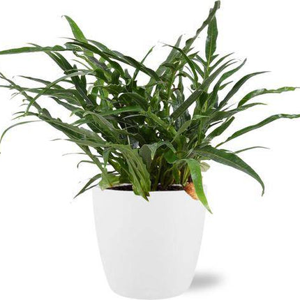 Aglaomorpha Coronans – Schlangenhautfarn – Zimmerpflanze – Ø17cm – ca. 45cm hoch – In Übertopf Brüssel Weiß Ø18x17cm – Tropischer Farn für Zuhause & Büro (Plant) kaufen bei Linkreich – Jetzt entdecken!