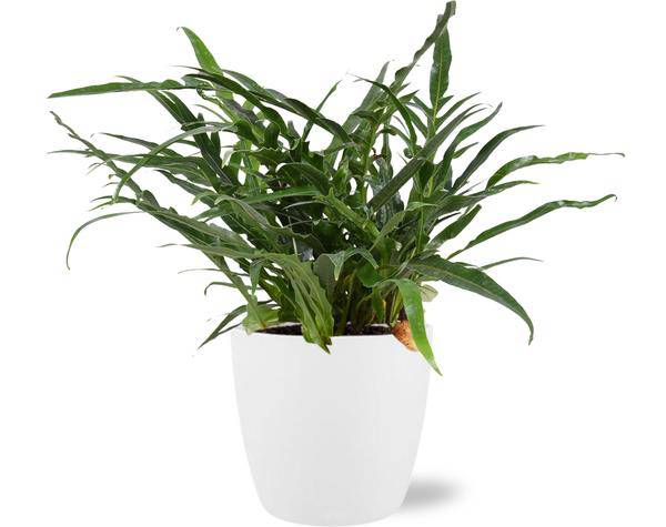 Aglaomorpha Coronans – Schlangenhautfarn – Zimmerpflanze – Ø17cm – ca. 45cm hoch – In Übertopf Brüssel Weiß Ø18x17cm – Tropischer Farn für Zuhause & Büro (Plant) kaufen bei Linkreich – Jetzt entdecken!