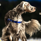 Blau (25 mm) / STURMFREI® - BioThane® Vorder- und Bauchgurt / Ohne