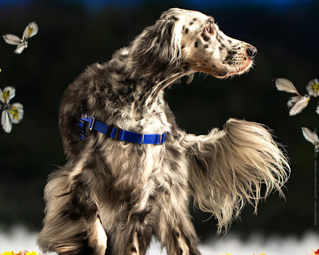 Anti-Stress-Geschirr STURMFREI®, Größe M