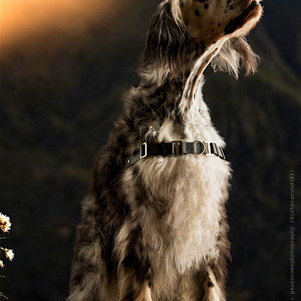 Anti-Stress-Geschirr STURMFREI®, Größe L
