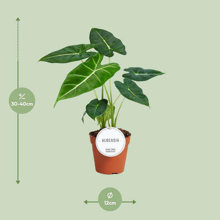 Alocasia Frydek – Pfeilblatt – Elefantenohr – Exotische Zimmerpflanze mit pfeilförmigen Blättern – Ø12cm – ↕35cm (Plant) kaufen bei Linkreich – Jetzt entdecken!