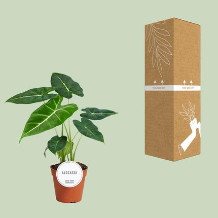 Alocasia Frydek – Pfeilblatt – Elefantenohr – Exotische Zimmerpflanze mit pfeilförmigen Blättern – Ø12cm – ↕35cm (Plant) kaufen bei Linkreich – Jetzt entdecken!