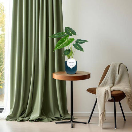 Alocasia Frydek – Pfeilblatt – Elefantenohr – Exotische Zimmerpflanze mit pfeilförmigen Blättern – Ø12cm – ↕35cm (Plant) kaufen bei Linkreich – Jetzt entdecken!