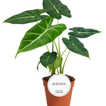 Alocasia Frydek – Pfeilblatt – Elefantenohr – Exotische Zimmerpflanze mit pfeilförmigen Blättern – Ø12cm – ↕35cm (Plant) kaufen bei Linkreich – Jetzt entdecken!