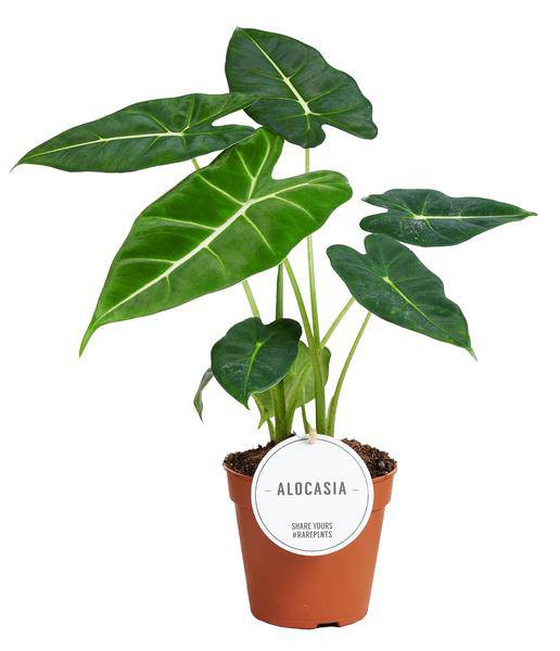 Alocasia Frydek – Pfeilblatt – Elefantenohr – Exotische Zimmerpflanze mit pfeilförmigen Blättern – Ø12cm – ↕35cm (Plant) kaufen bei Linkreich – Jetzt entdecken!