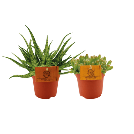 Aloe Spider & Hylocereus Undatus Pflanzenset – 2 Pflanzen – Ø10.5cm – Höhe ca. 15cm – Pflegeleichte Zimmerpflanzen im Topf – Exotisches Duo aus Aloe & Drachenfruchtkaktus – Ideal für Fensterbank & helle Wohnräume (Plant) kaufen bei Linkreich – Jetzt entdecken!