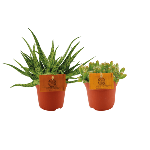 Aloe Spider & Hylocereus Undatus Pflanzenset – 2 Pflanzen – Ø10.5cm – Höhe ca. 15cm – Pflegeleichte Zimmerpflanzen im Topf – Exotisches Duo aus Aloe & Drachenfruchtkaktus – Ideal für Fensterbank & helle Wohnräume (Plant) kaufen bei Linkreich – Jetzt entdecken!