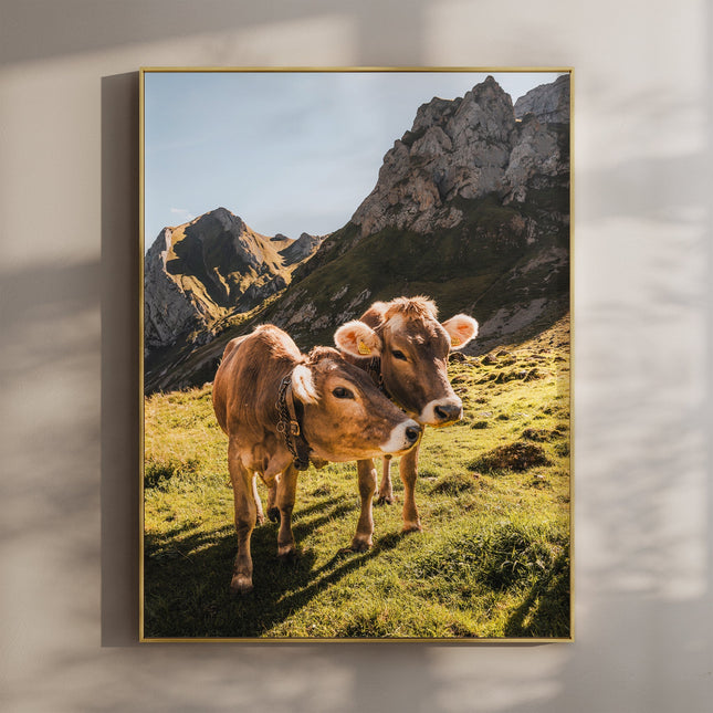 Alpine Cows, Appenzell, Switzerland