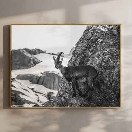 Alpine Ibex Wall Art – Black and White Wildlife Photography Print