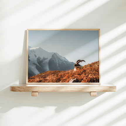 Ibex at Sunrise Wall Art – Chamonix Mont Blanc Wildlife Print
